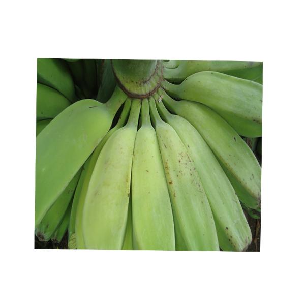 Banana Green 1LB