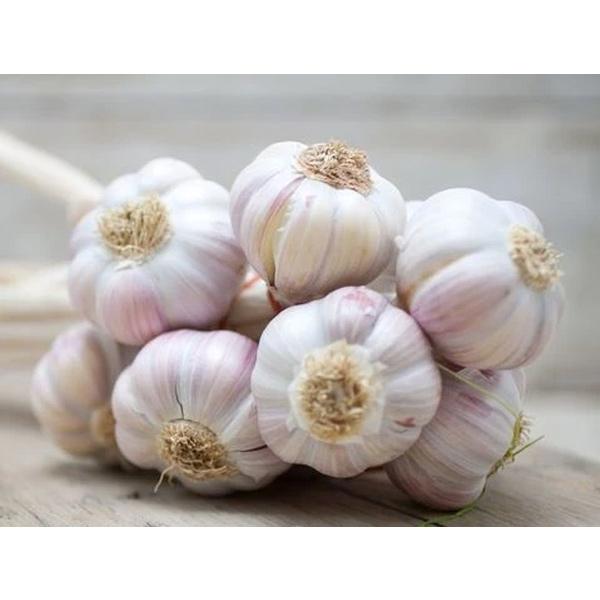 Garlic 1LB