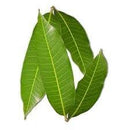 Mango Leaves (7Pcs)